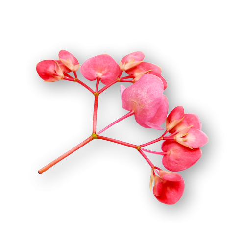 Apple Blossoms